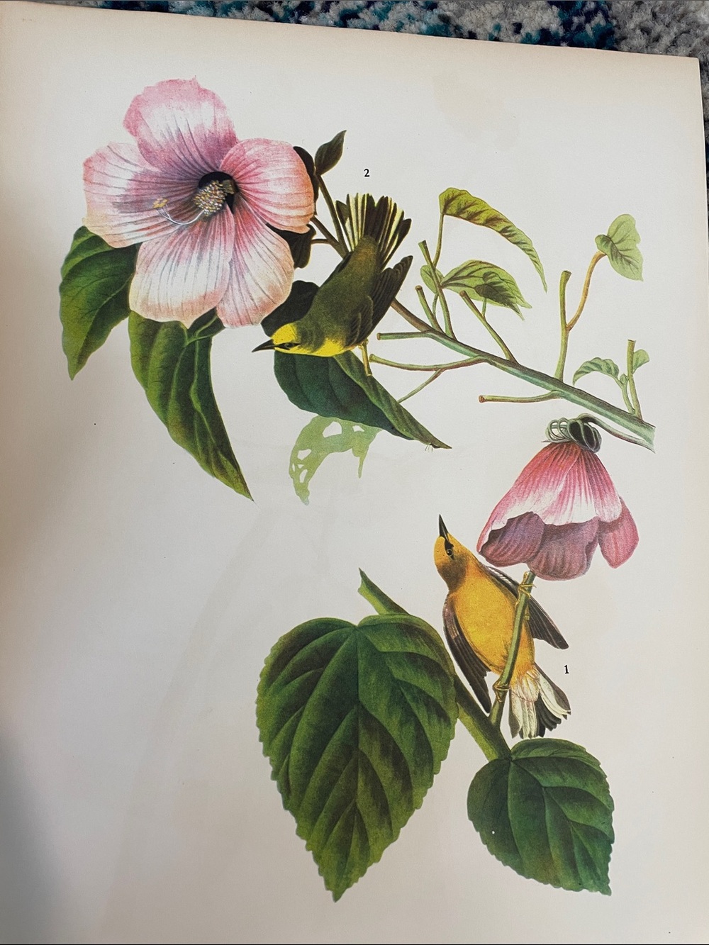 Vintage Botanical Bird Print with Pink hibiscus Flowers and Yellow Warblers